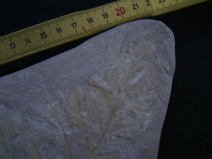 Thinnfeldia, Umkomasia