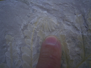 Thinnfeldia, Umkomasia