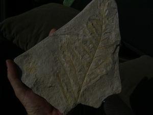 Thinnfeldia, Umkomasia