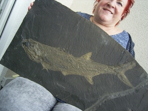 Pygopterus-Raubfisch aus dem Deutschen Kupferschiefer