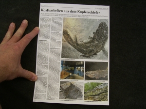 Pygopterus-Raubfisch aus dem Deutschen Kupferschiefer