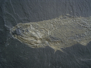Pygopterus-Raubfisch aus dem Deutschen Kupferschiefer