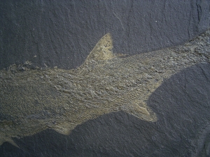 Pygopterus-Raubfisch aus dem Deutschen Kupferschiefer