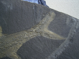 Pygopterus-Raubfisch aus dem Deutschen Kupferschiefer