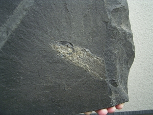 Pygopterus-Raubfisch aus dem Deutschen Kupferschiefer