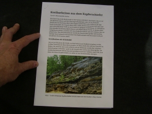 Pygopterus-Raubfisch aus dem Deutschen Kupferschiefer