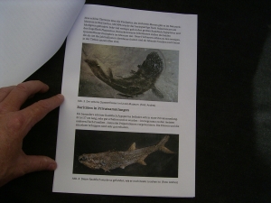 Pygopterus-Raubfisch aus dem Deutschen Kupferschiefer