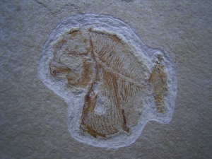 Nursialla - Babyfisch