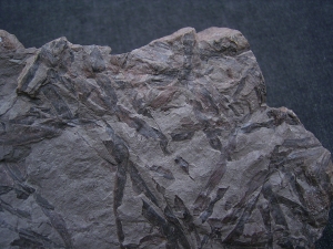 Taeniocrada - Devonpflanzen