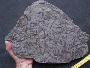 Taeniocrada - Devonpflanzen