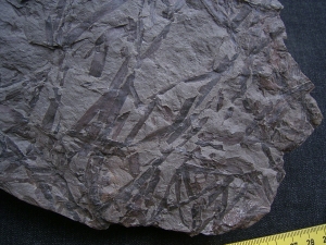 Taeniocrada - Devonpflanzen