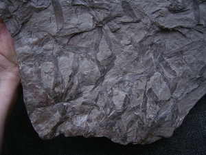 Taeniocrada - Devonpflanzen