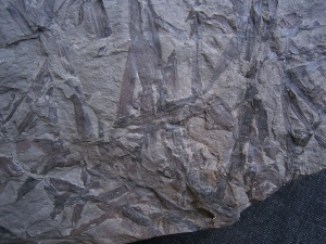 Taeniocrada - Devonpflanzen