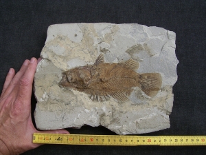 Eolates gracilis - Monte Bolca