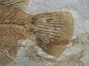 Eolates gracilis - Monte Bolca