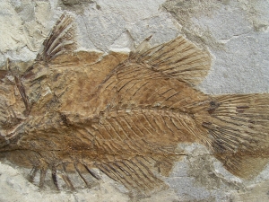 Eolates gracilis - Monte Bolca