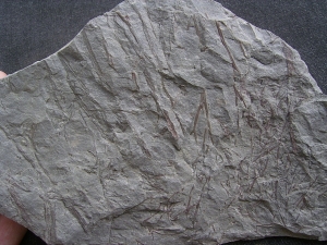 Psilophyton , fruehe Landpflanze