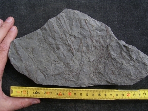 Psilophyton , fruehe Landpflanze