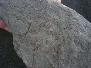 Psilophyton , fruehe Landpflanze