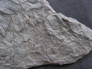 Psilophyton , fruehe Landpflanze