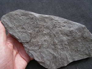 Psilophyton , fruehe Landpflanze