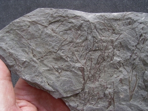 Psilophyton , fruehe Landpflanze