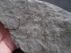 Psilophyton , fruehe Landpflanze