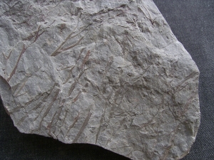 Psilophyton , fruehe Landpflanze