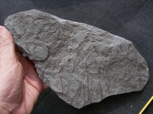 Psilophyton , fruehe Landpflanze