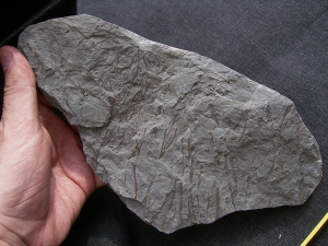 Psilophyton , fruehe Landpflanze