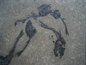 Fischplatte - Massensterben aus der Trias von Italien