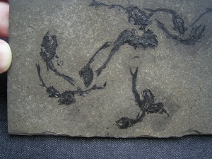 Fischplatte - Massensterben aus der Trias von Italien