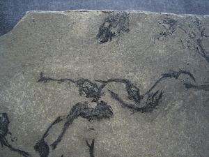 Fischplatte - Massensterben aus der Trias von Italien