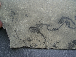 Fischplatte - Massensterben aus der Trias von Italien