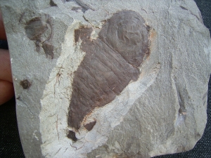 Seeskorpion Parahughmilleria