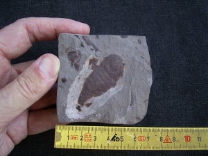 Seeskorpion Parahughmilleria