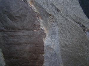 Seeskorpion Parahughmilleria