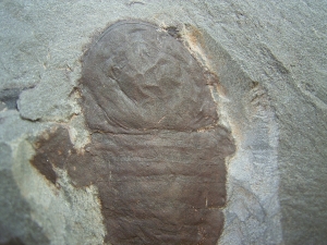 Seeskorpion Parahughmilleria