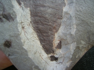 Seeskorpion Parahughmilleria