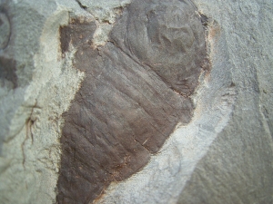 Seeskorpion Parahughmilleria