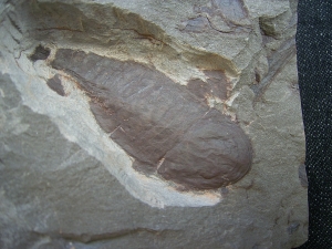 Seeskorpion Parahughmilleria