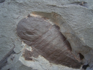 Seeskorpion Parahughmilleria