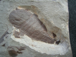 Seeskorpion Parahughmilleria