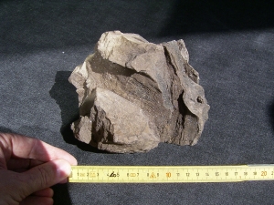 Pflanzenfossilien auskristallisiert, Messel
