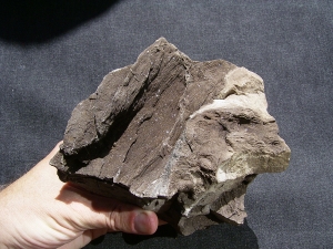 Pflanzenfossilien auskristallisiert, Messel