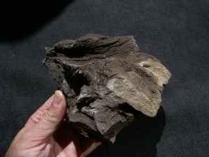 Pflanzenfossilien auskristallisiert, Messel