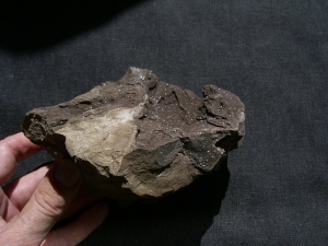 Pflanzenfossilien auskristallisiert, Messel