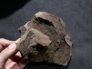 Pflanzenfossilien auskristallisiert, Messel