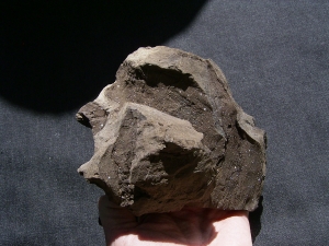 Pflanzenfossilien auskristallisiert, Messel