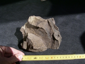 Pflanzenfossilien auskristallisiert, Messel